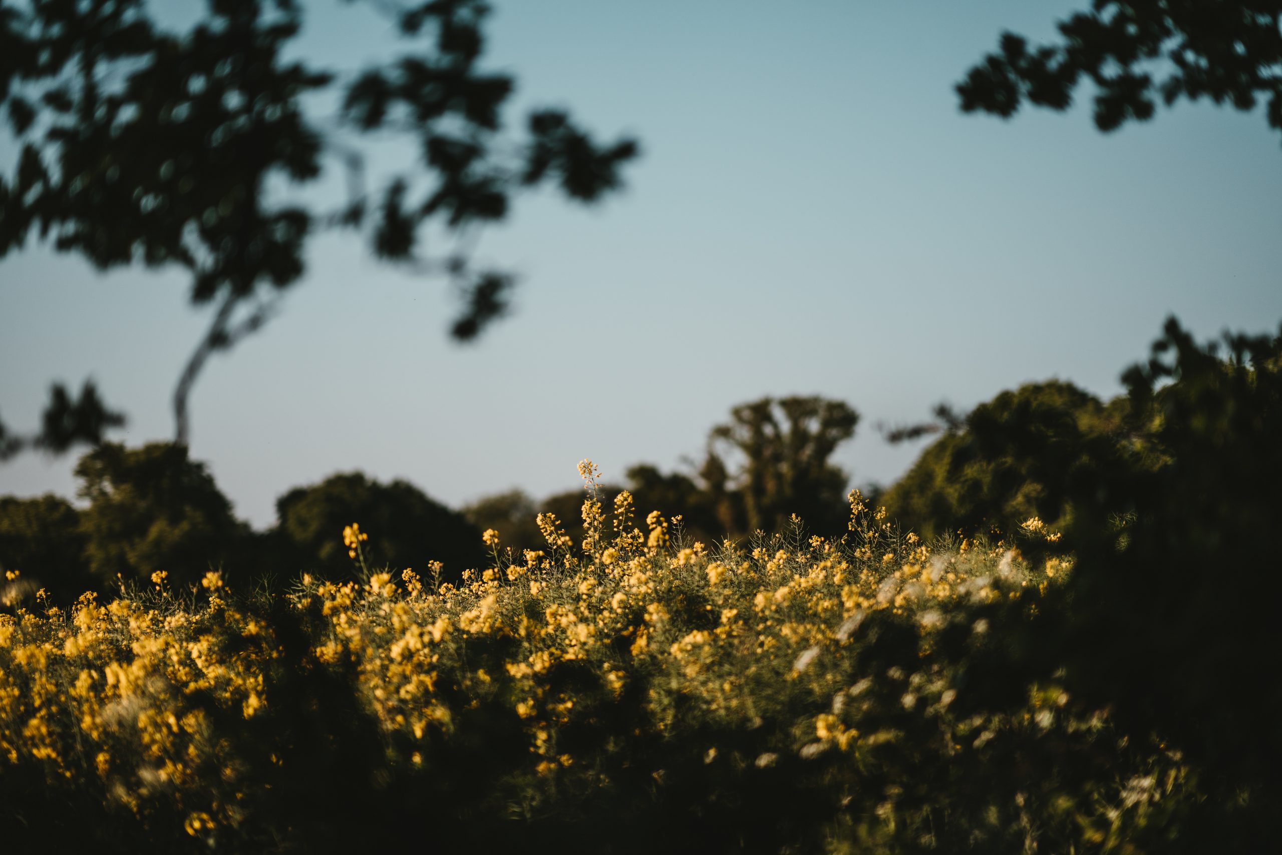 Hedgerows
