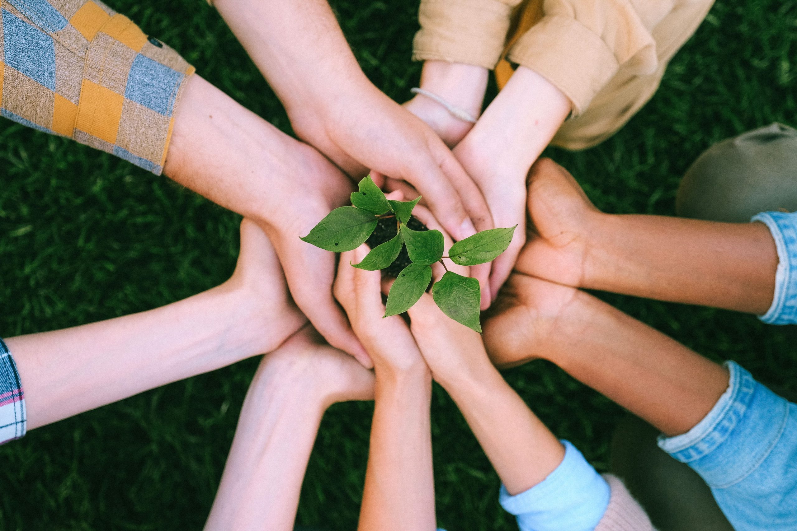 Sponsor our Hedgerow Heroes Project